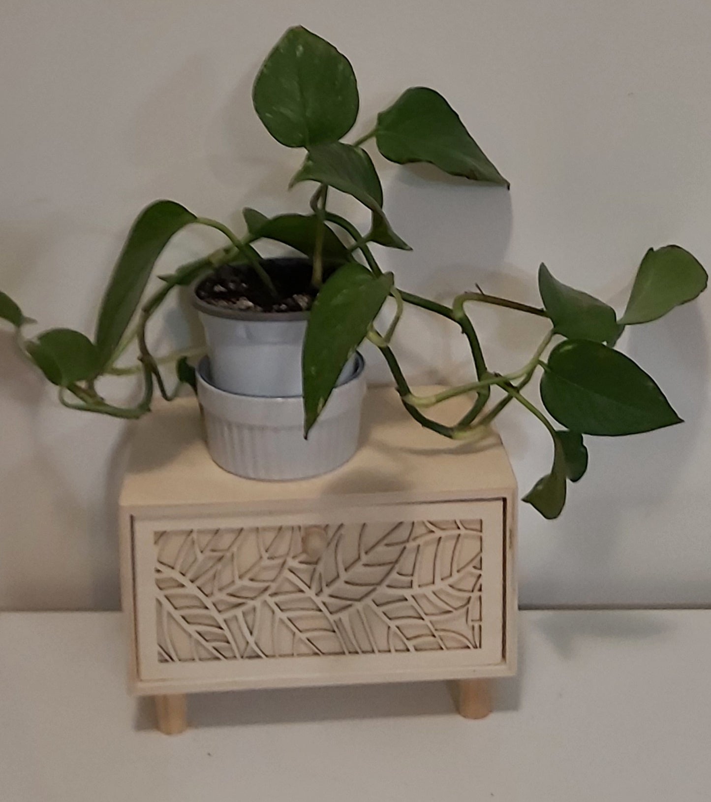 Pothos