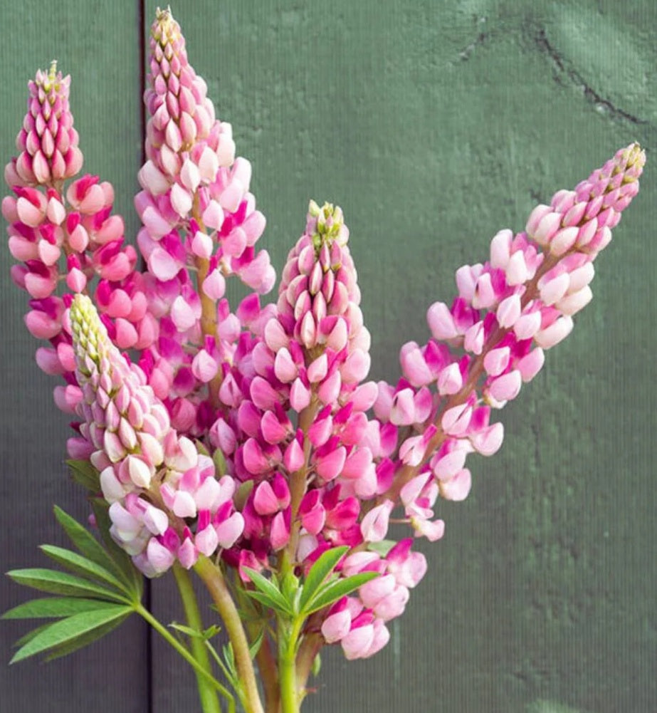Lupin La Chatelaine