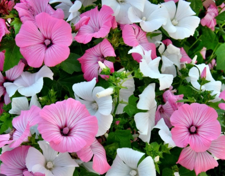 Lavatère rose ou blanche (Mélange surprise)