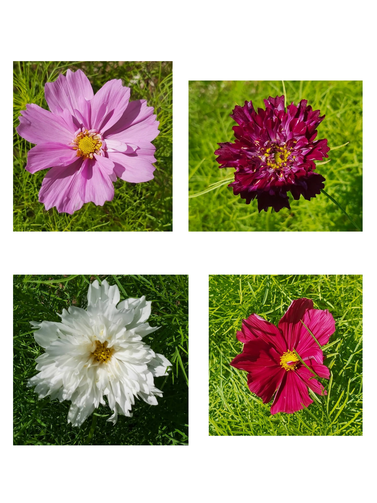 Mélange de Cosmos