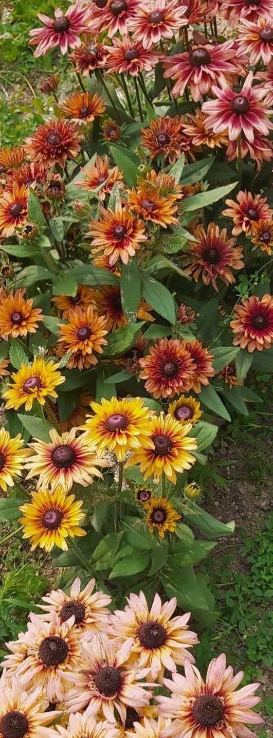 Rudbeckie Sahara