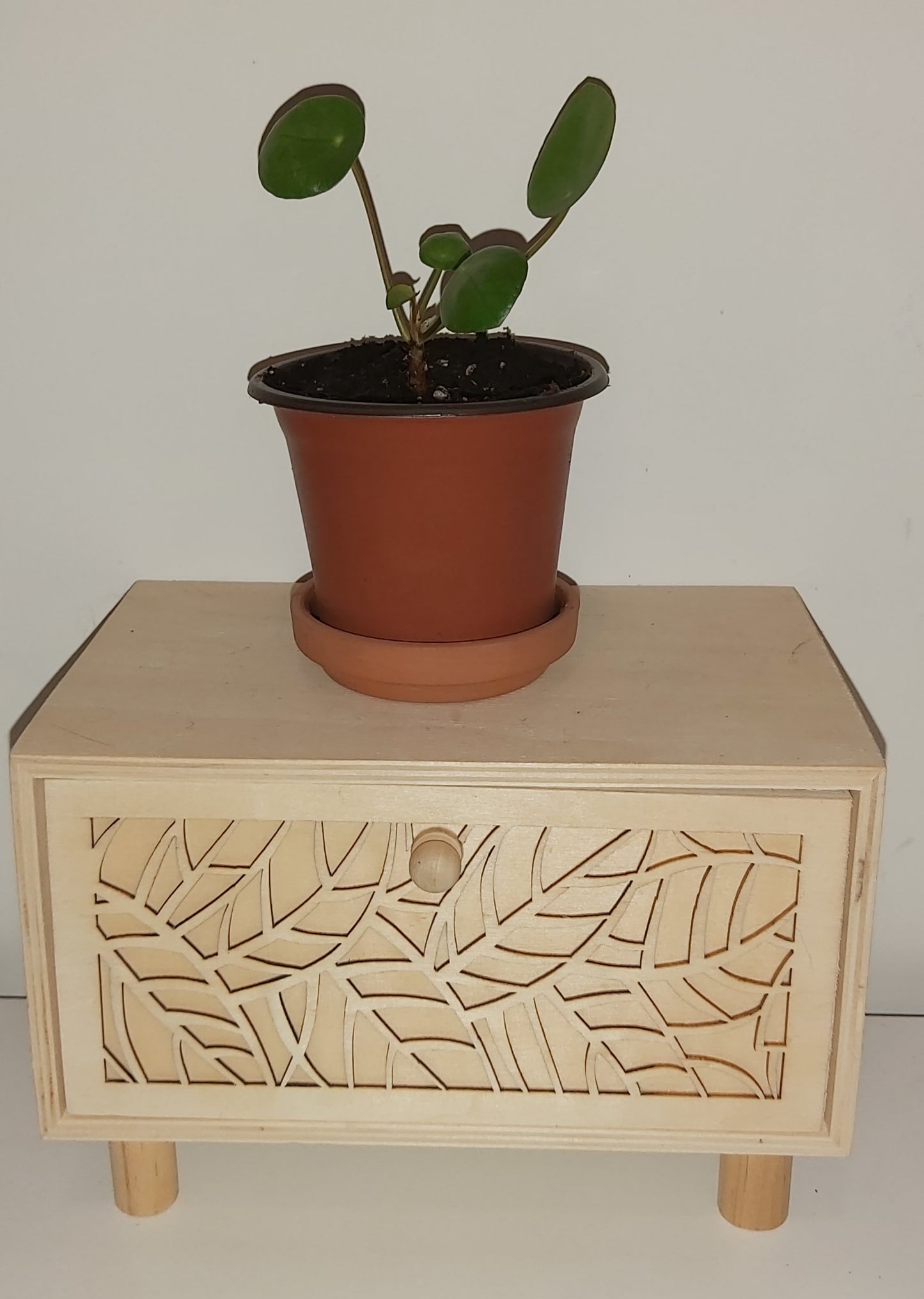 Pilea