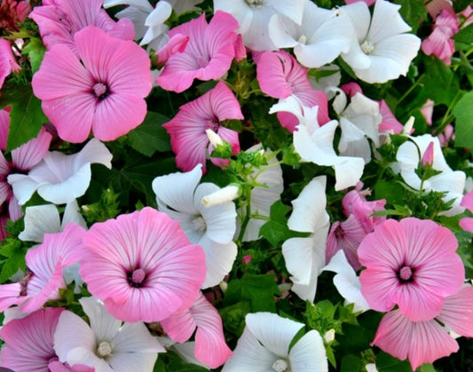 Lavatère rose ou blanche (Mélange surprise)