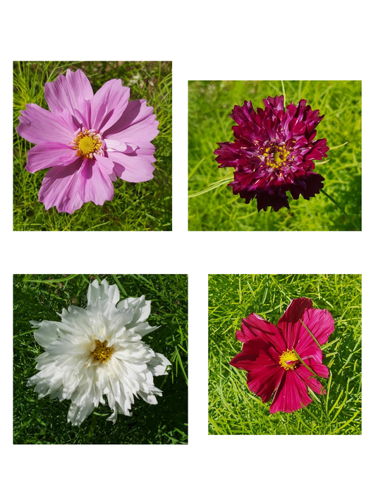 Mélange de Cosmos
