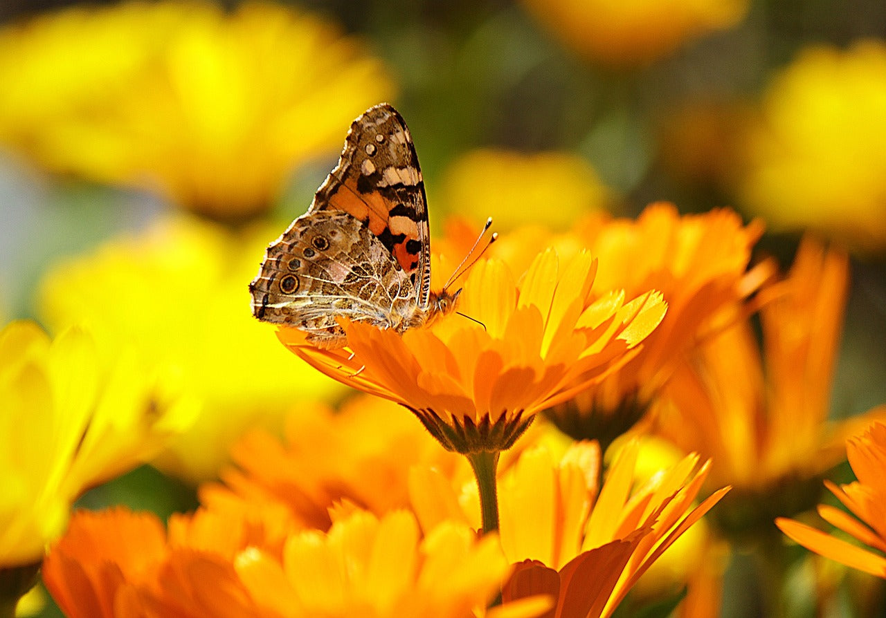 Semence Mélange Calendula