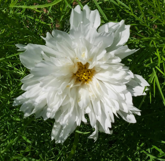 Cosmos fizzy white